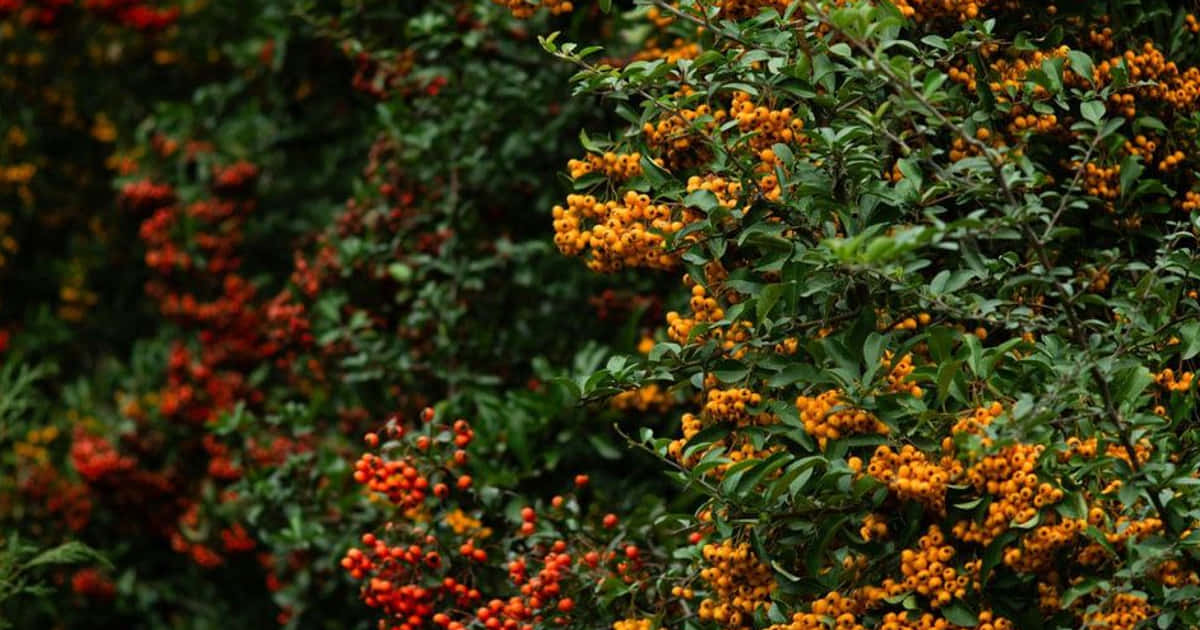 Verhoog de huisbeveiliging met natuurlijke tuinheggen